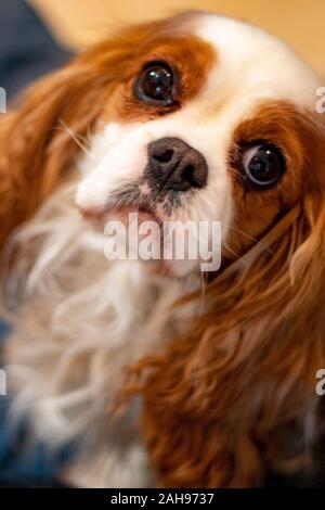 Un adulto Cavalier King Charles Spaniel con colorazione Blenheim guarda inquisitively presso la fotocamera dal di sotto. Foto Stock