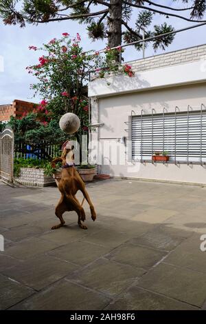 Un marrone vizsla cucciolo giocando cattura la palla nel cortile posteriore Foto Stock