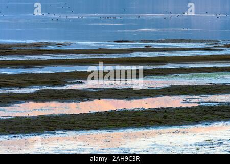 Luce della Sera attraverso il fango appartamenti su di te a riva del lago Prespa vicino al villaggio di Lemos, in Macedonia, Grecia settentrionale. Foto Stock