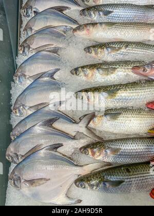 Pomfret bianco o argento pomfret nella vaschetta per il ghiaccio al mercato Foto Stock