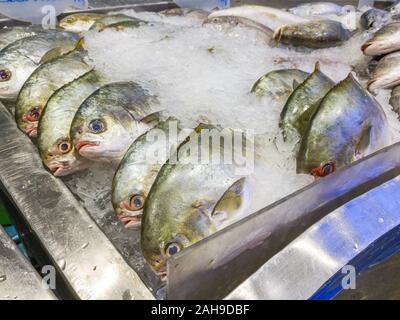 Pomfret bianco o argento pomfret nella vaschetta per il ghiaccio al mercato Foto Stock