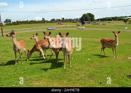 Daini a West Midland Safari Park, Bewdley, Worcestershire, England, Regno Unito Foto Stock