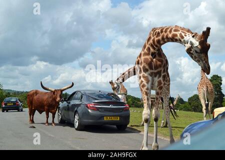 Le giraffe su Safari road a West Midland Safari Park, Bewdley, Worcestershire, England, Regno Unito Foto Stock