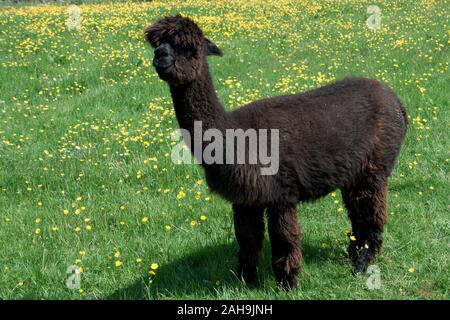 Alpaca - lama pacos - da Mayfield Alpacas Animal Farm, vicino Sheffield Foto Stock