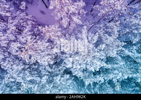 Vista dall'alto di una foresta di pini coperti di neve. Gli alberi sono coperti di neve. Bird's-eye Foto Stock