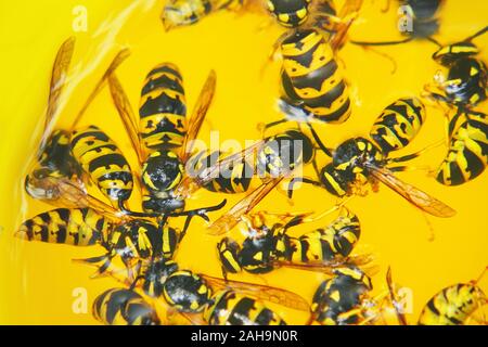 Vespe morte in un vetro di colore giallo di close-up. Vespe annegato in una limonata. Messa a fuoco selettiva Foto Stock