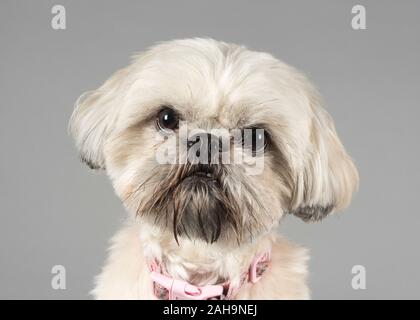 Shih Tzu, femmina, 1 anno, Regno Unito. Foto Stock