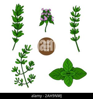 Il timo. Vettore disegnati a mano insieme di piante cosmetiche isolati su sfondo bianco. Oli essenziali illustrazione dei componenti. Aromaterapia ingredienti icone. Illustrazione Vettoriale