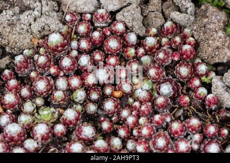 Pianta di gallina e pulcini Sempervivum arachnoideum 'Ulrike' pianta di houseleeeeeeeeeeeeeeks che cresce in roccia Foto Stock