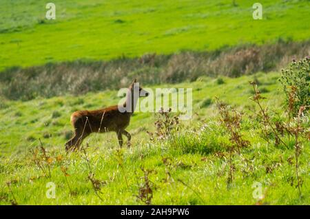 Red Deer hind ( Cervus elaphus ) nelle Highlands scozzesi di Sutherland Scotland Regno Unito Foto Stock
