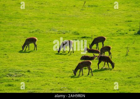 Red Deer hind ( Cervus elaphus ) nelle Highlands scozzesi di Sutherland Scotland Regno Unito Foto Stock