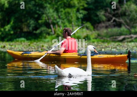 Cigno (Cygnus olor) con kayaker canoa sul fiume Sprea tra Fürstenwalde, Hangelsberg e Erkner, Brandeburgo, Germania Foto Stock