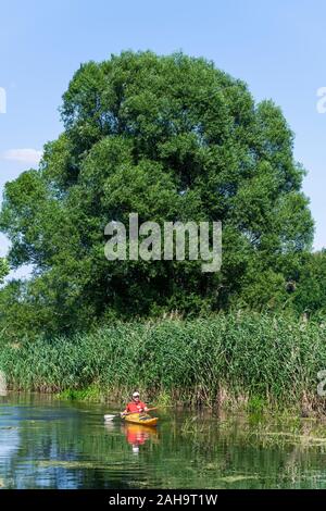 Kayaker canoa sul fiume Sprea tra Fürstenwalde, Hangelsberg e Erkner, Brandeburgo, Germania Foto Stock