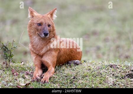Indiano cane selvatico aka Dhole Foto Stock