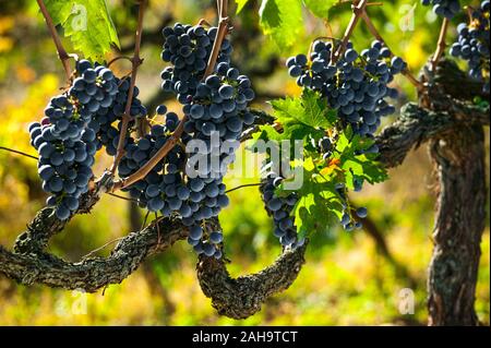 Grappoli di uve Montepulciano d'Abruzzo, maturi e pronti per la vendemmia, retroilluminati dal sole del mattino. Abruzzo, Italia, Europa Foto Stock