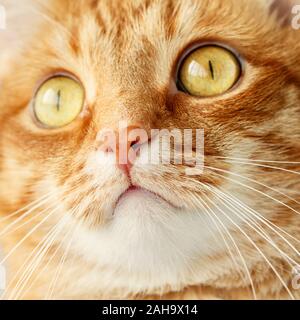 Lo zenzero divertente gatto stupito di fronte close-up, il fuoco selettivo sul naso Foto Stock