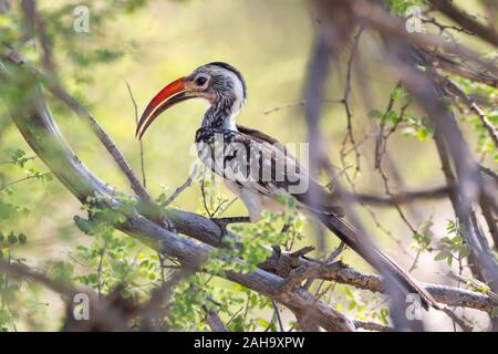 Close up di un rosso-fatturati hornbill seduto su un ramo, Namibia, Africa Foto Stock