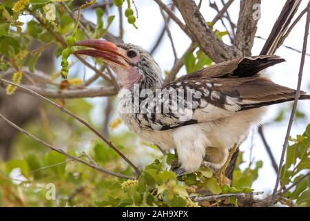 Close up di un rosso-fatturati hornbill seduto su un ramo, Namibia, Africa Foto Stock