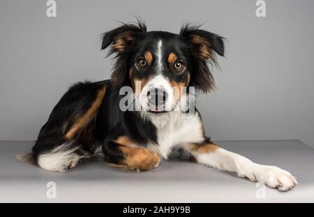 Border Collie in posa, fotografato nel Regno Unito. Foto Stock