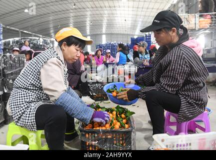Wuming cinese di Guangxi Zhuang Regione autonoma. 27 Dic, 2019. Pacchetto di lavoratori di arance in un alleviamento della povertà industria zona di dimostrazione in Hemei villaggio del distretto Wuming in Nanning, sud della Cina di Guangxi Zhuang Regione autonoma, Dic 27, 2019. La piantagione di frutta è diventato un pilastro aumentando il reddito degli agricoltori nel distretto Wuming. Credito: Lu Boan/Xinhua/Alamy Live News Foto Stock