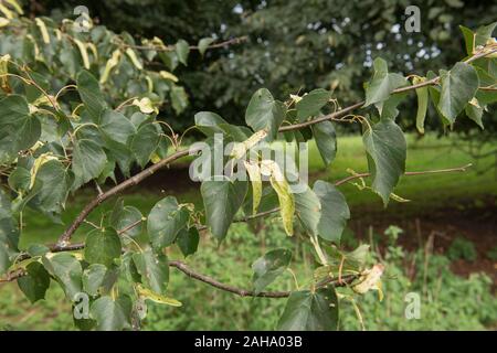 Estate foglie e fiori di un comune di tiglio comune o Tiglio (Tilia x europaea) in un parco in Inghilterra rurale, REGNO UNITO Foto Stock