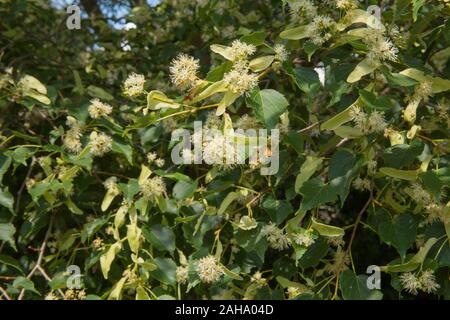 Estate foglie e fiori di un comune di tiglio comune o Tiglio (Tilia x europaea) in un parco in Inghilterra rurale, REGNO UNITO Foto Stock