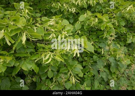 Estate foglie e fiori di un comune di tiglio comune o Tiglio (Tilia x europaea) in un parco in Inghilterra rurale, REGNO UNITO Foto Stock