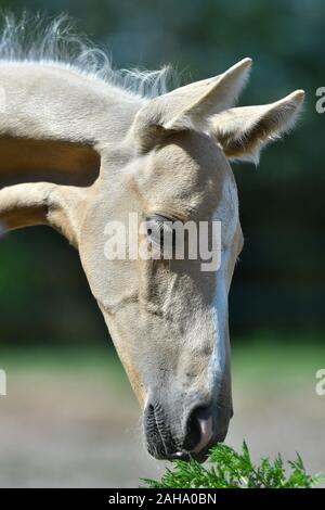 Testa di un palomino Akhal Teke puledro. Close up ritratto, horse sniffing erba. Foto Stock