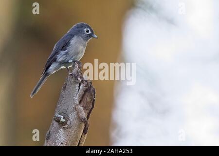 Bianco-eyed Slaty Flycatcher (Melaenornis fischeri), arroccato su un albero morto il moncone, Lake Naivasha, Kenya. Foto Stock