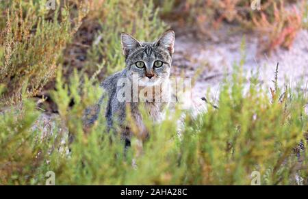 African gatto selvatico, il Parco Nazionale di Etosha, Namibia, (Felis silv Foto Stock
