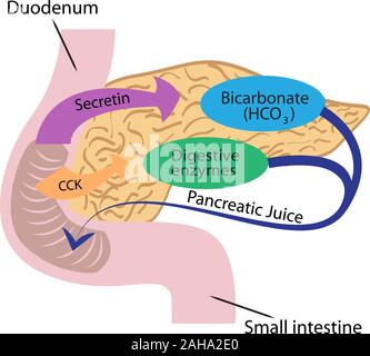 Funzione pancreatica in un corpo umano illustrazione vettoriale infographics Illustrazione Vettoriale