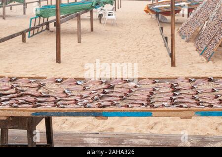 Al fine di preservare il pesce i pescatori portoghesi asciugare il pesce al sole sulla spiaggia. Fotografato a Nazare, Portogallo Foto Stock