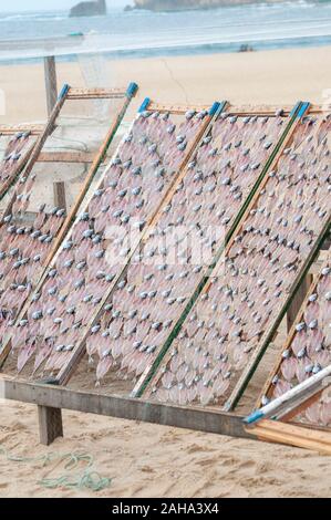 Al fine di preservare il pesce i pescatori portoghesi asciugare il pesce al sole sulla spiaggia. Fotografato a Nazare, Portogallo Foto Stock