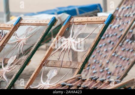 Al fine di preservare il pesce i pescatori portoghesi asciugare il pesce al sole sulla spiaggia. Fotografato a Nazare, Portogallo Foto Stock