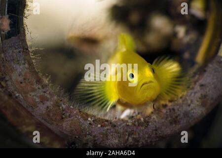 Limone ghiozzi (Lubricogobius exiguus). Subacqueo fotografia macro da Anilao, Filippine Foto Stock