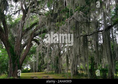 Live Oaks,Quercus virginiana,muschio Spagnolo,Tilandsia useneoides,moss-hung oaks,savannah, GEORGIA, STATI UNITI D'AMERICA,RM USA Foto Stock