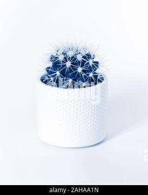 Golden barrel cactus in bianco pot tonica nella trendy classico colore blu del 2020 isolati su sfondo bianco. Concetto minimalista. Un stile di vita Foto Stock