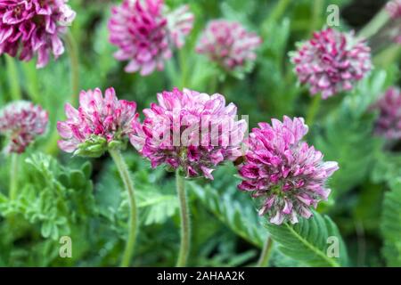 Rene di montagna veccia Anthyllis montana Foto Stock