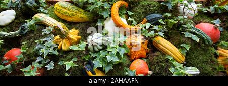 Decorazione di differint varietà di zucche tra MOSS e hedera piante Foto Stock