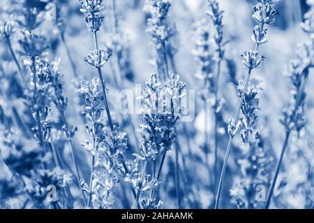 Fragranti fiori di lavanda tonico nel quartiere alla moda di blu classico - colore dell'anno 2020. Campo di lavanda con fiori aromatici in fiore. Natura backgrou floreali Foto Stock