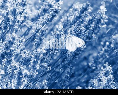 Farfalla bianca sul fiore lavanda tonico nel quartiere alla moda di blu classico - colore dell'anno 2020. Campo di lavanda con fiori aromatici in fiore. Natura floreale Foto Stock