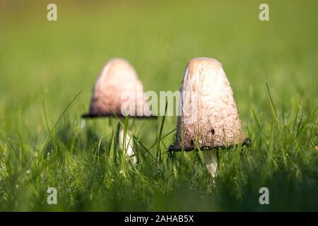 Due Shaggy Inkcap funghi (Coprinus comatus) su un prato. Tipperary, Irlanda Foto Stock