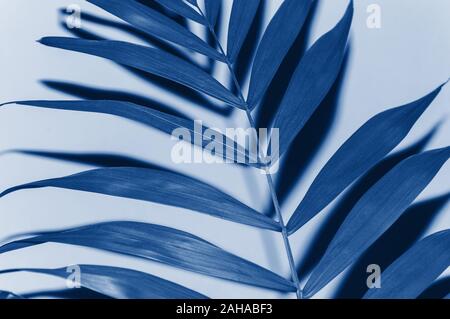 Di foglie di palma da vicino con forti tonalità ombra nel quartiere alla moda di blu classico - colore dell'anno 2020. In scena con una singola foglia. Tropical Concetto e design ele Foto Stock