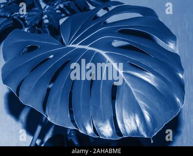 Close-up di grande foglia di monstera tonica nel quartiere alla moda di blu classico - colore dell'anno 2020. In scena con una singola foglia. Concetto di tropicale e elemento di design. Foto Stock