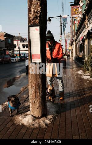 Uomo in camicia arancione e cappello da cuoco di colore rosso con due pugs in piedi dietro un lampione / fermata su Bank Street, Ottawa, Ontario, Canada. Foto Stock