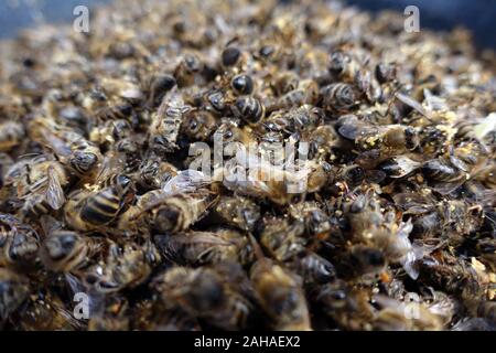 17.03.2018, Berlin, Berlin, Germania - Dead miele api a causa di infestazione con l'acaro Varroa. 00S180317D141CAROEX.JPG [modello di rilascio: non applicabile Foto Stock