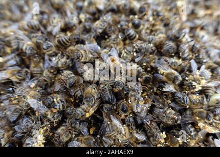 17.03.2018, Berlin, Berlin, Germania - dead api da miele dalla infestazione con l'acaro Varroa. 00S180317D140CAROEX.JPG [modello di rilascio: non applicabile, PROP Foto Stock