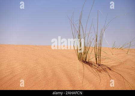 30.03.2018, Dubai, Dubai, Emirati Arabi Uniti - Lame di crescere l'erba sulla sabbia del deserto. 00S180330D189CAROEX.JPG [modello di rilascio: non applicabile, proprietà Foto Stock