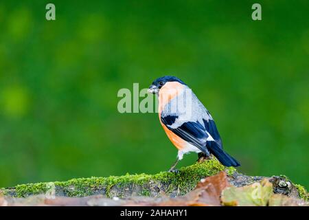 Aberystwyth, Wales, Regno Unito. Il 27 dicembre 2019. Un maschio bullfinch è alla ricerca di cuori di girasole nascosta a bordo di un laghetto in giardino nel Galles centrale. Credito: Phil Jones/Alamy Live News Foto Stock