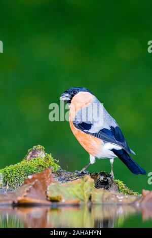 Aberystwyth, Wales, Regno Unito. Il 27 dicembre 2019. Un maschio bullfinch è alla ricerca di cuori di girasole nascosta a bordo di un laghetto in giardino nel Galles centrale. Credito: Phil Jones/Alamy Live News Foto Stock